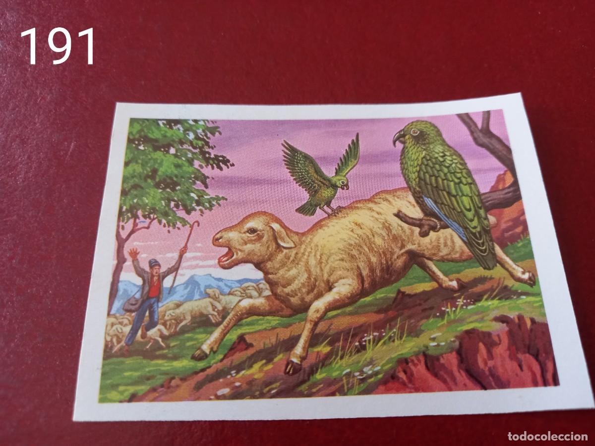 Coleccionismo Cromos antiguos: Cromo n.191 Panorama Zoologico 1973 - Ruiz Romero - sin pegar