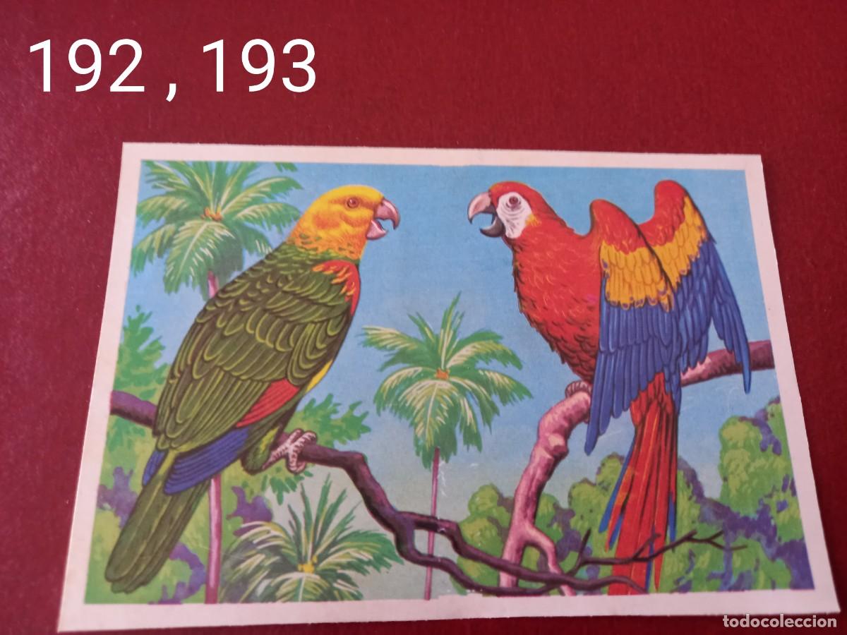 Coleccionismo Cromos antiguos: Cromo doble n.192 y 193 Panorama Zoologico 1973 - Ruiz Romero - sin pegar