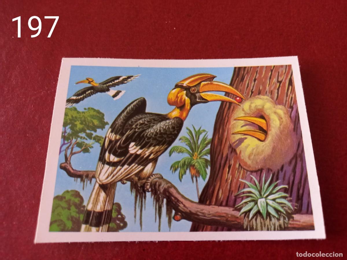 Coleccionismo Cromos antiguos: Cromo n.197 Panorama Zoologico 1973 - Ruiz Romero - sin pegar