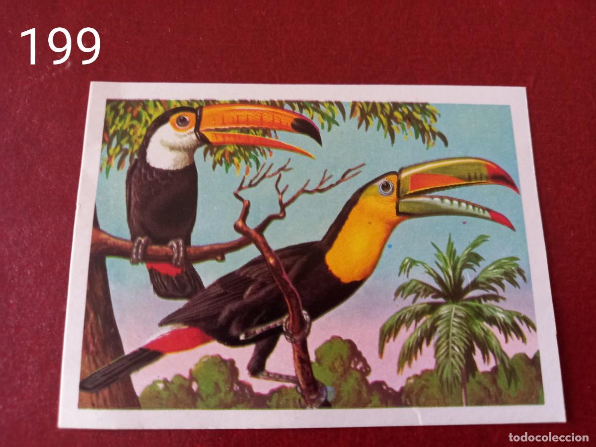 Coleccionismo Cromos antiguos: Cromo n.199 Panorama Zoologico 1973 - Ruiz Romero - sin pegar