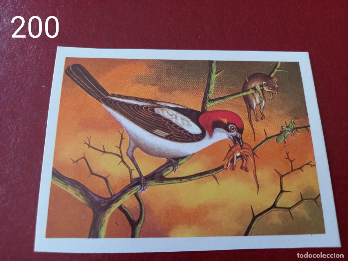Coleccionismo Cromos antiguos: Cromo n.200 Panorama Zoologico 1973 - Ruiz Romero - sin pegar