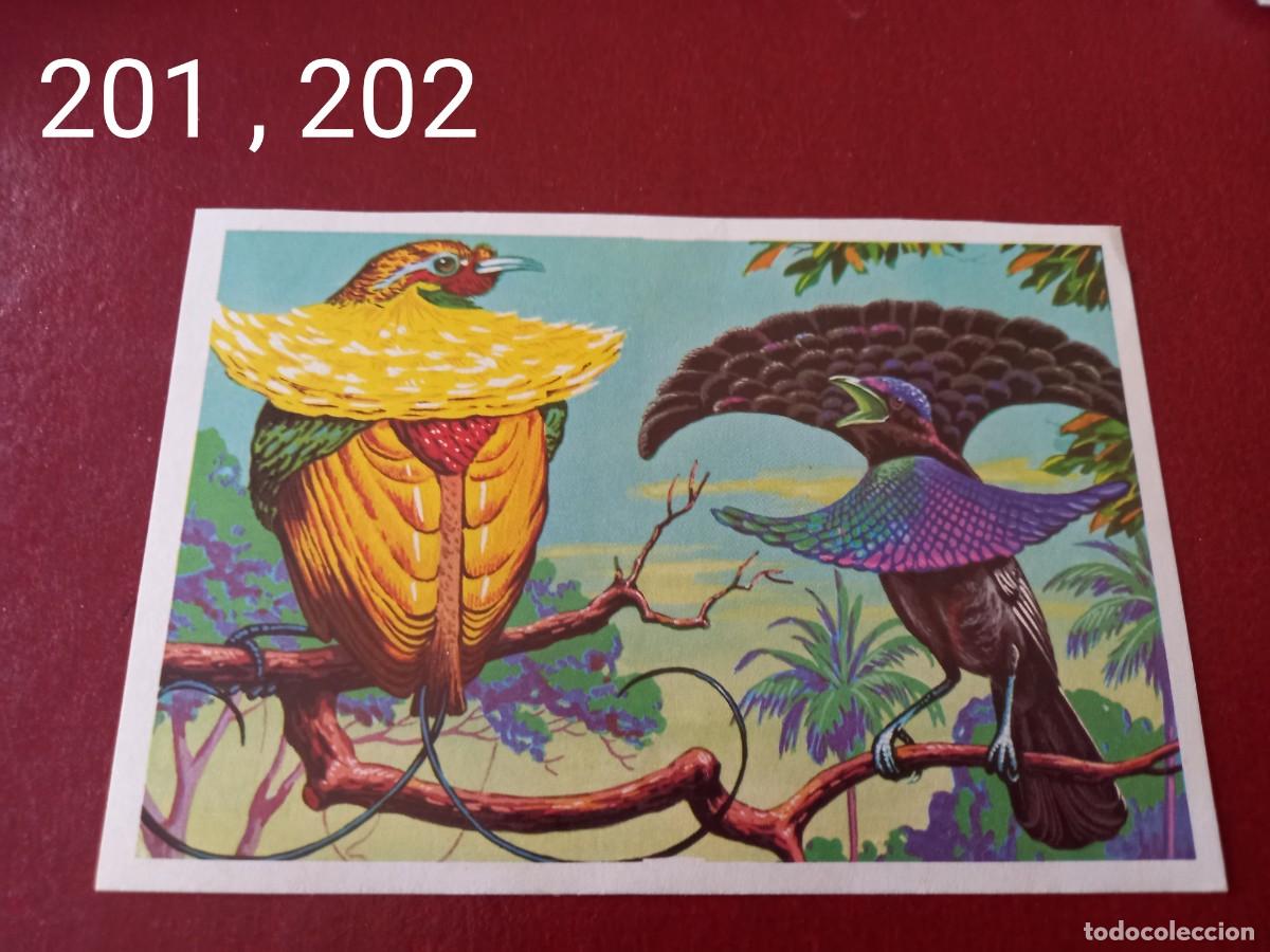 Coleccionismo Cromos antiguos: Cromo doble n.201 y 202 Panorama Zoologico 1973 - Ruiz Romero - sin pegar