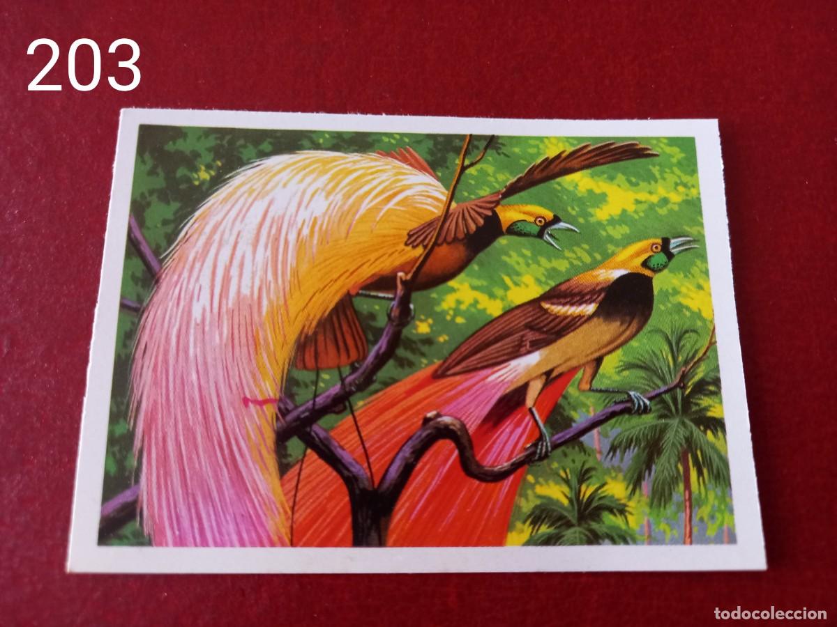 Coleccionismo Cromos antiguos: Cromo n.203 Panorama Zoologico 1973 - Ruiz Romero - sin pegar