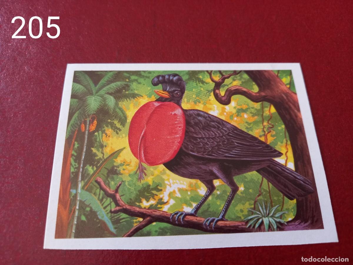 Coleccionismo Cromos antiguos: Cromo n.205 Panorama Zoologico 1973 - Ruiz Romero - sin pegar