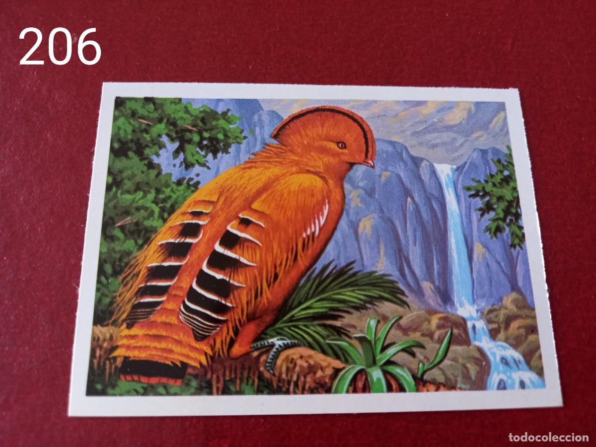 Coleccionismo Cromos antiguos: Cromo n.206 Panorama Zoologico 1973 - Ruiz Romero - sin pegar
