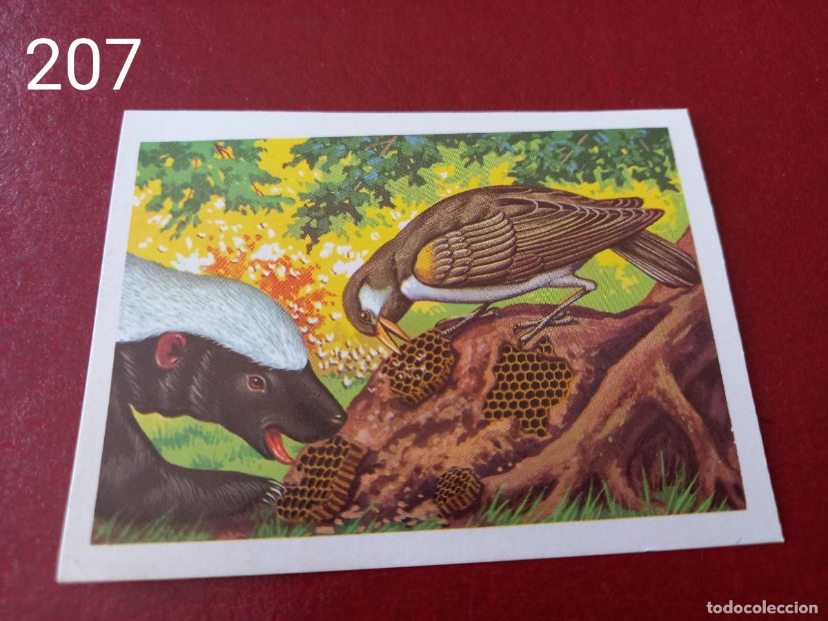 Coleccionismo Cromos antiguos: Cromo n.207 Panorama Zoologico 1973 - Ruiz Romero - sin pegar