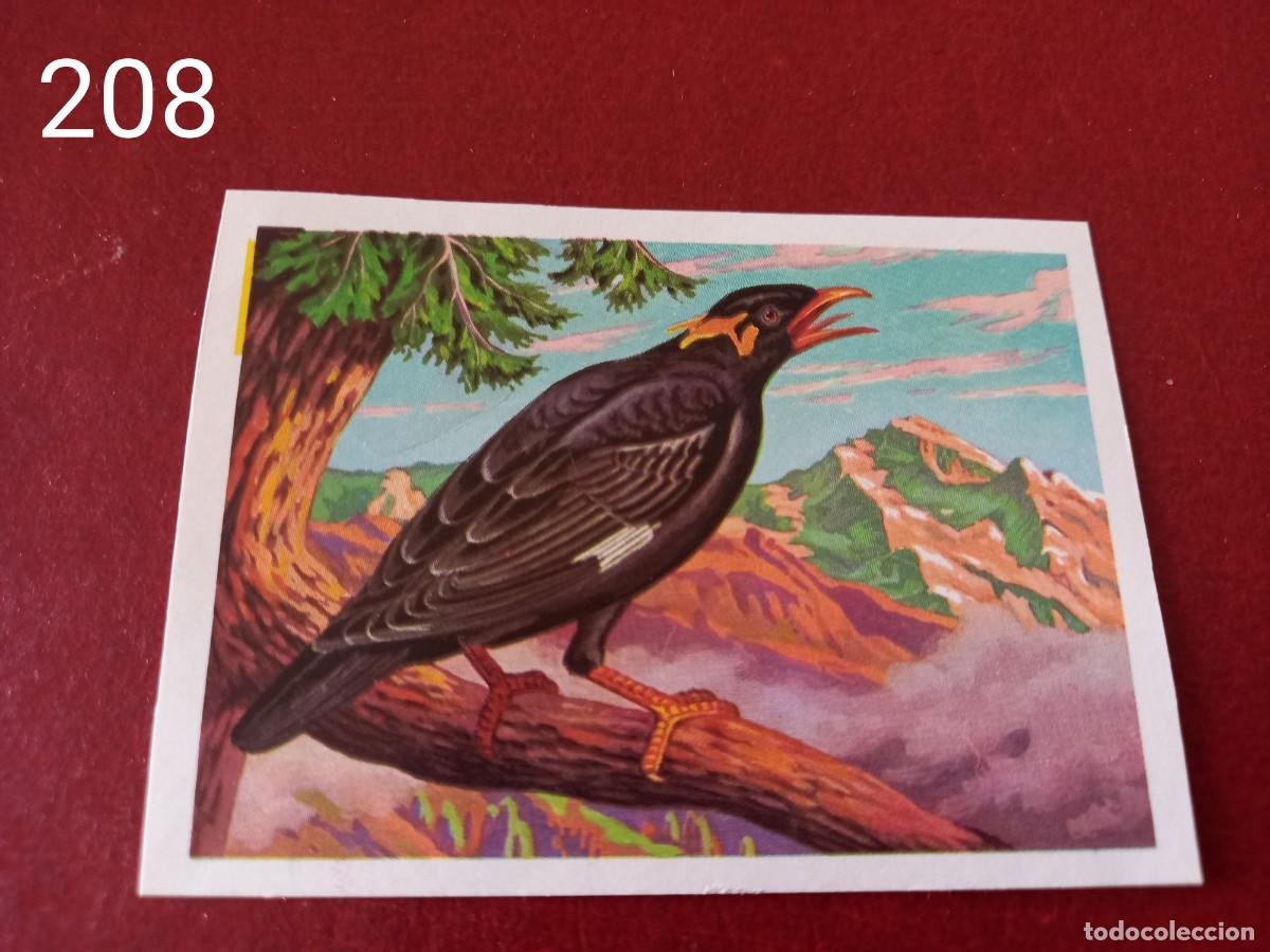 Coleccionismo Cromos antiguos: Cromo n.208 Panorama Zoologico 1973 - Ruiz Romero - sin pegar