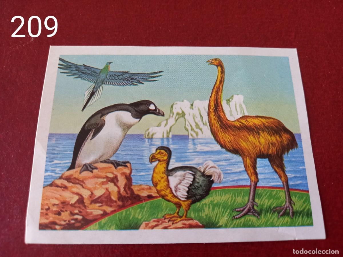 Coleccionismo Cromos antiguos: Cromo n.209 Panorama Zoologico 1973 - Ruiz Romero - sin pegar