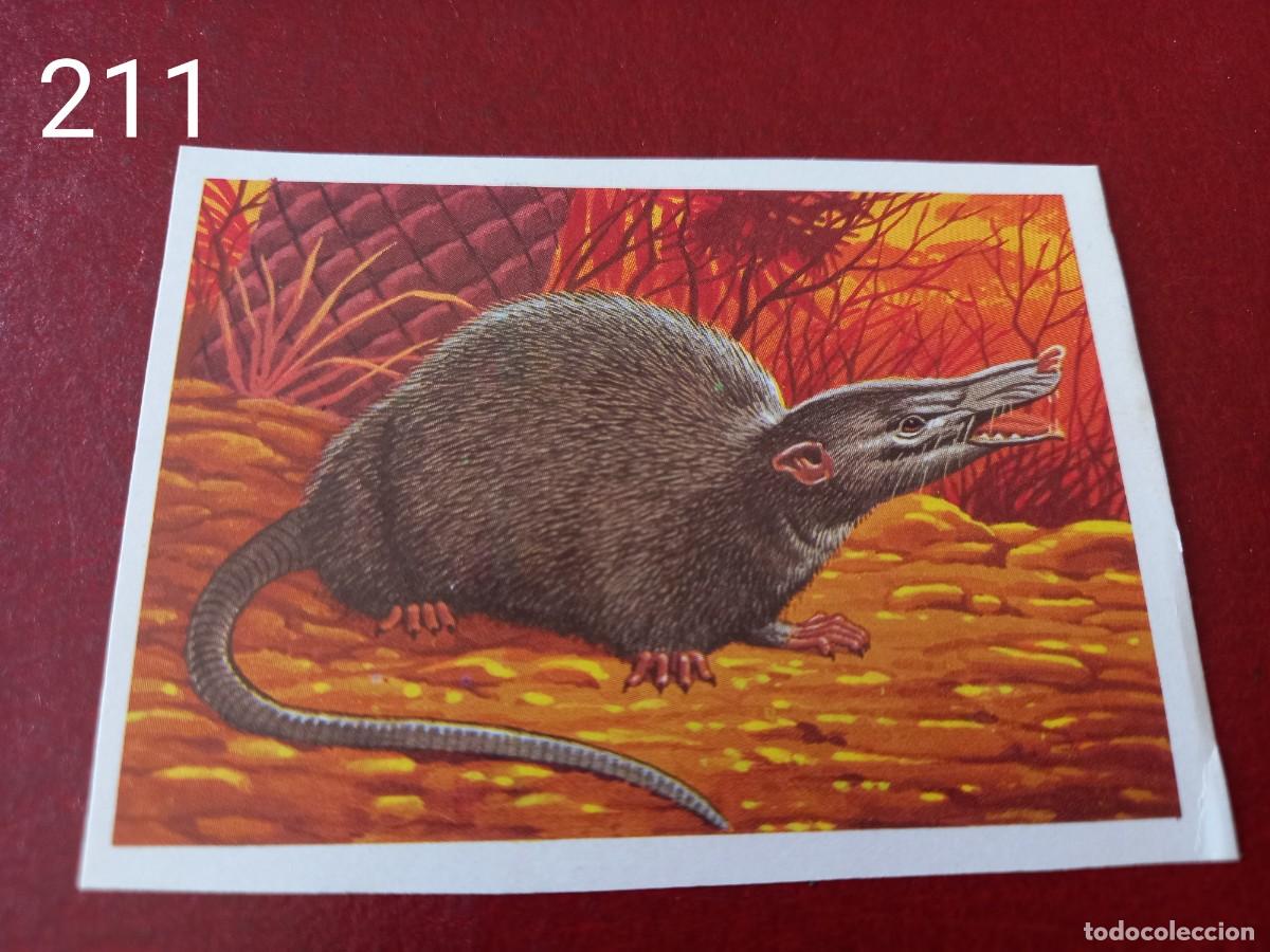 Coleccionismo Cromos antiguos: Cromo n.211 Panorama Zoologico 1973 - Ruiz Romero - sin pegar