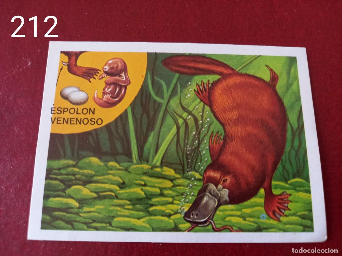 Coleccionismo Cromos antiguos: Cromo n.212 Panorama Zoologico 1973 - Ruiz Romero - sin pegar
