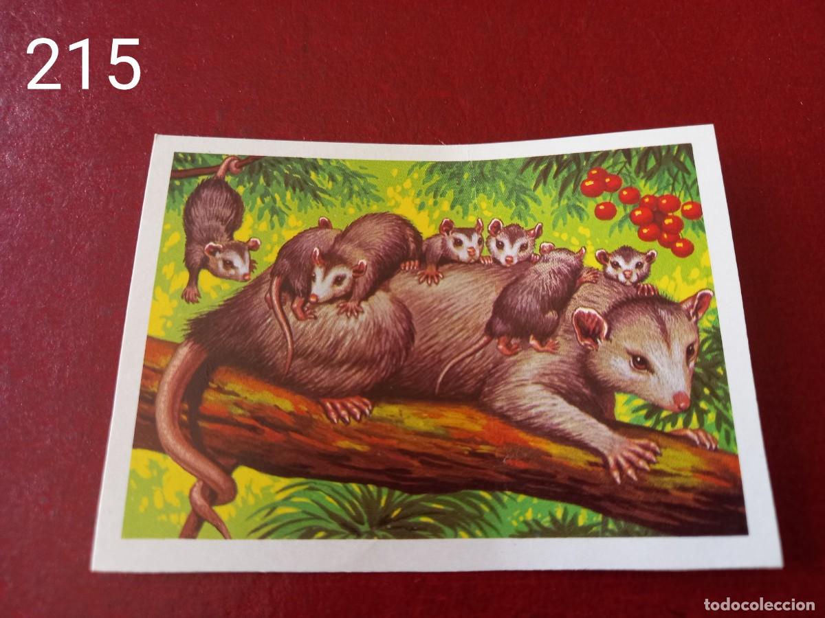 Coleccionismo Cromos antiguos: Cromo n.215 Panorama Zoologico 1973 - Ruiz Romero - sin pegar