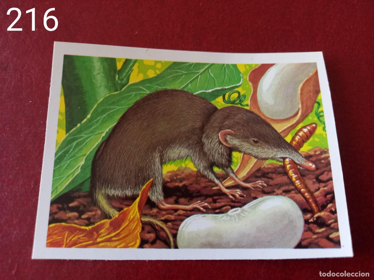 Coleccionismo Cromos antiguos: Cromo n.216 Panorama Zoologico 1973 - Ruiz Romero - sin pegar