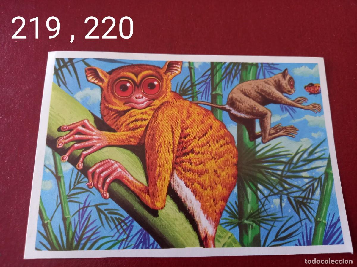 Coleccionismo Cromos antiguos: Cromo doble n.219 y 220 Panorama Zoologico 1973 - Ruiz Romero - sin pegar