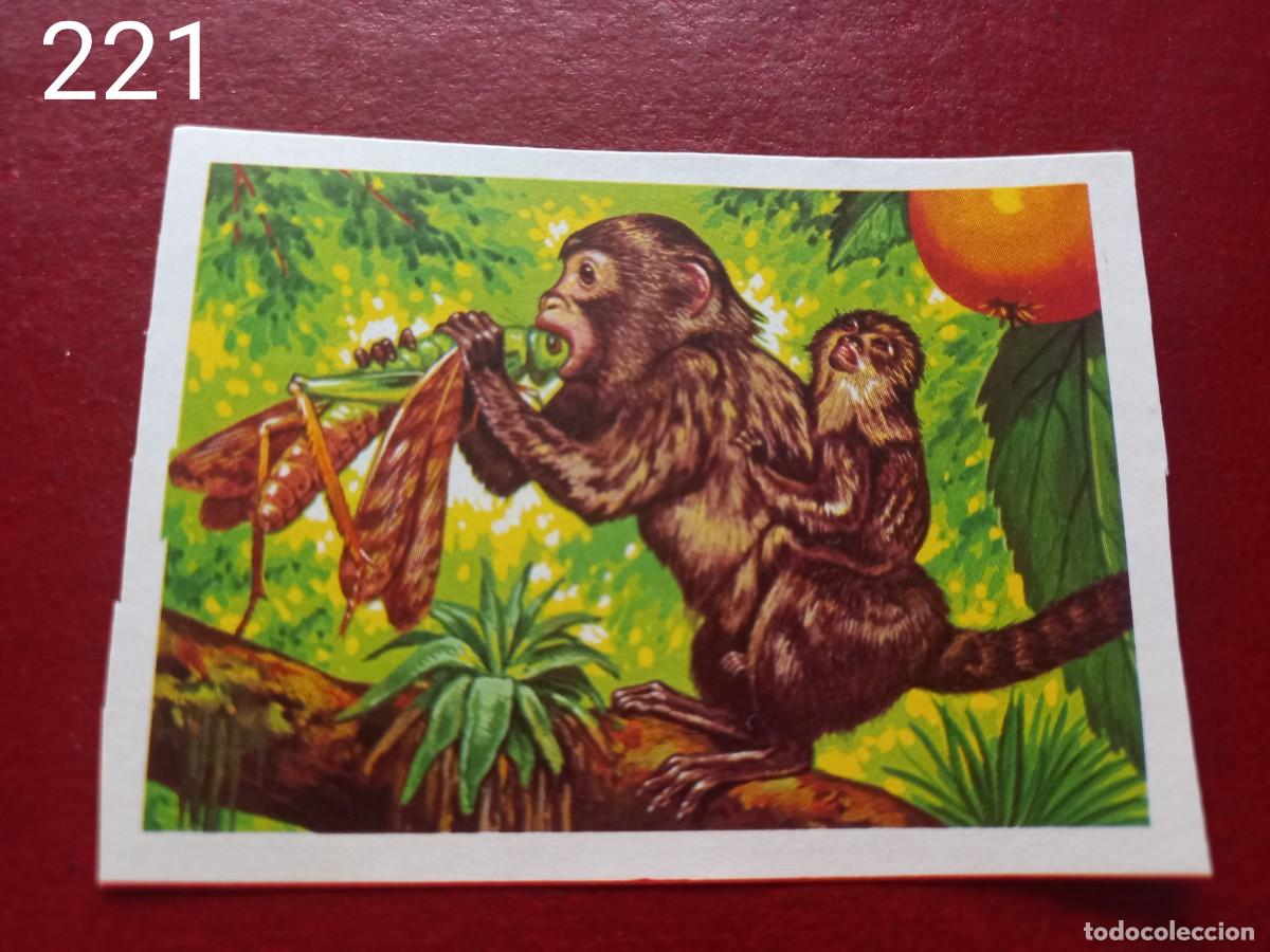 Coleccionismo Cromos antiguos: Cromo n.221 Panorama Zoologico 1973 - Ruiz Romero - sin pegar