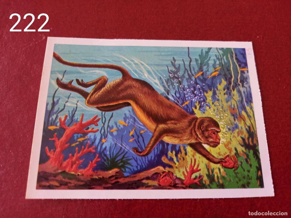 Coleccionismo Cromos antiguos: Cromo n.222 Panorama Zoologico 1973 - Ruiz Romero - sin pegar