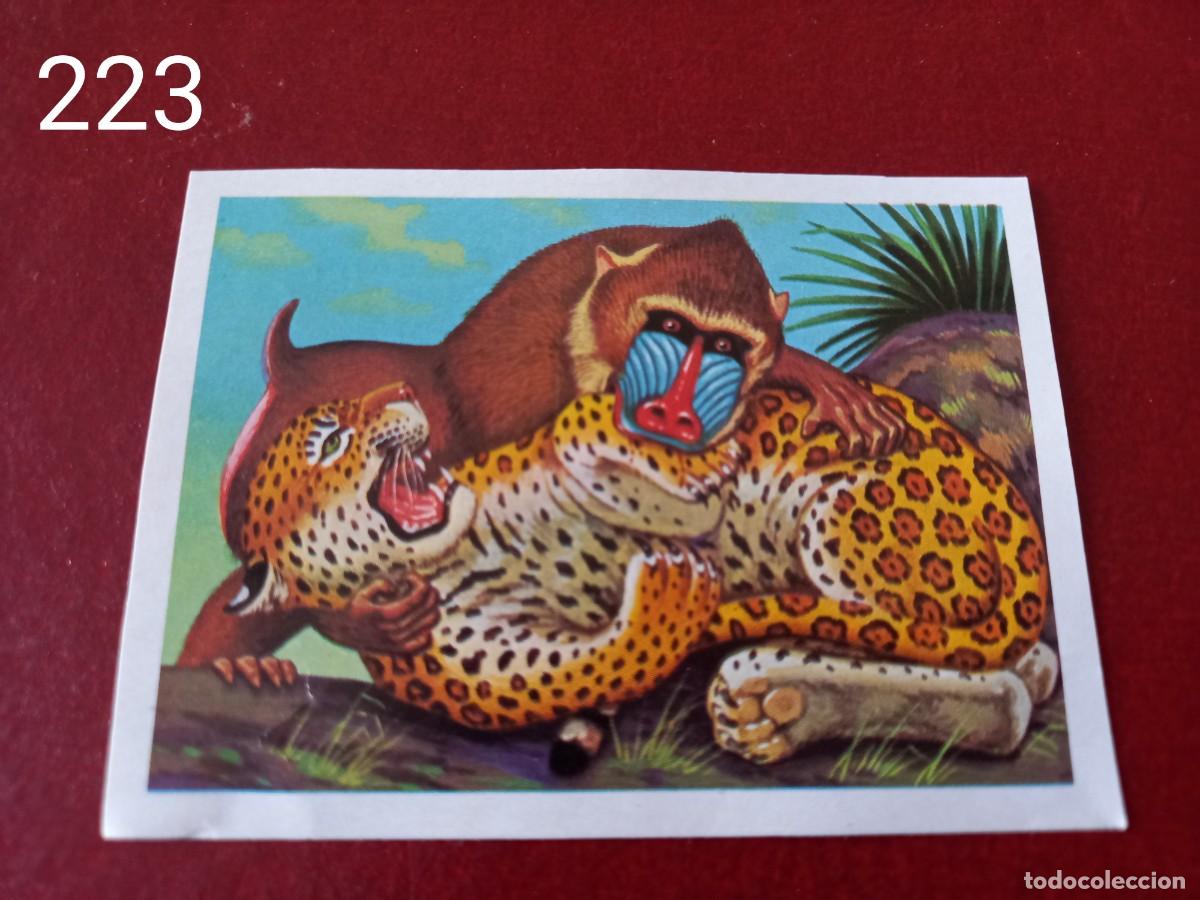 Coleccionismo Cromos antiguos: Cromo n.223 Panorama Zoologico 1973 - Ruiz Romero - sin pegar