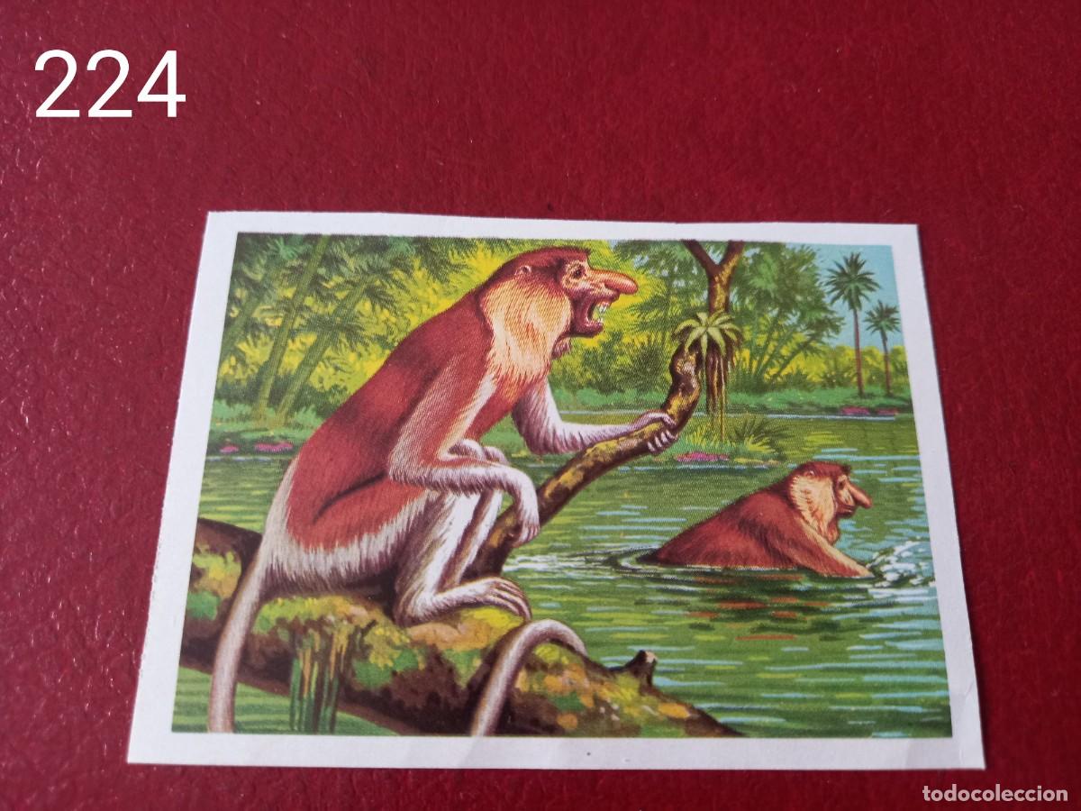 Coleccionismo Cromos antiguos: Cromo n.224 Panorama Zoologico 1973 - Ruiz Romero - sin pegar