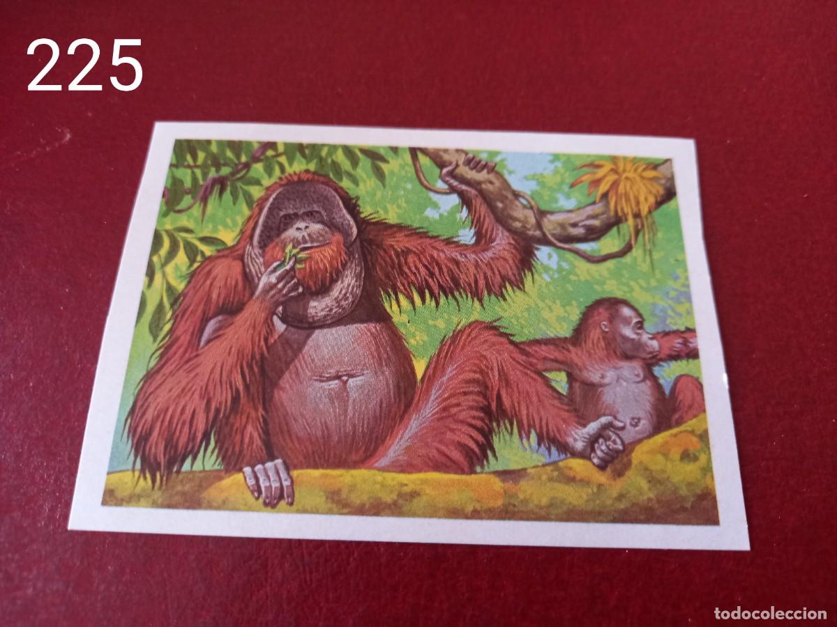 Coleccionismo Cromos antiguos: Cromo n.225 Panorama Zoologico 1973 - Ruiz Romero - sin pegar