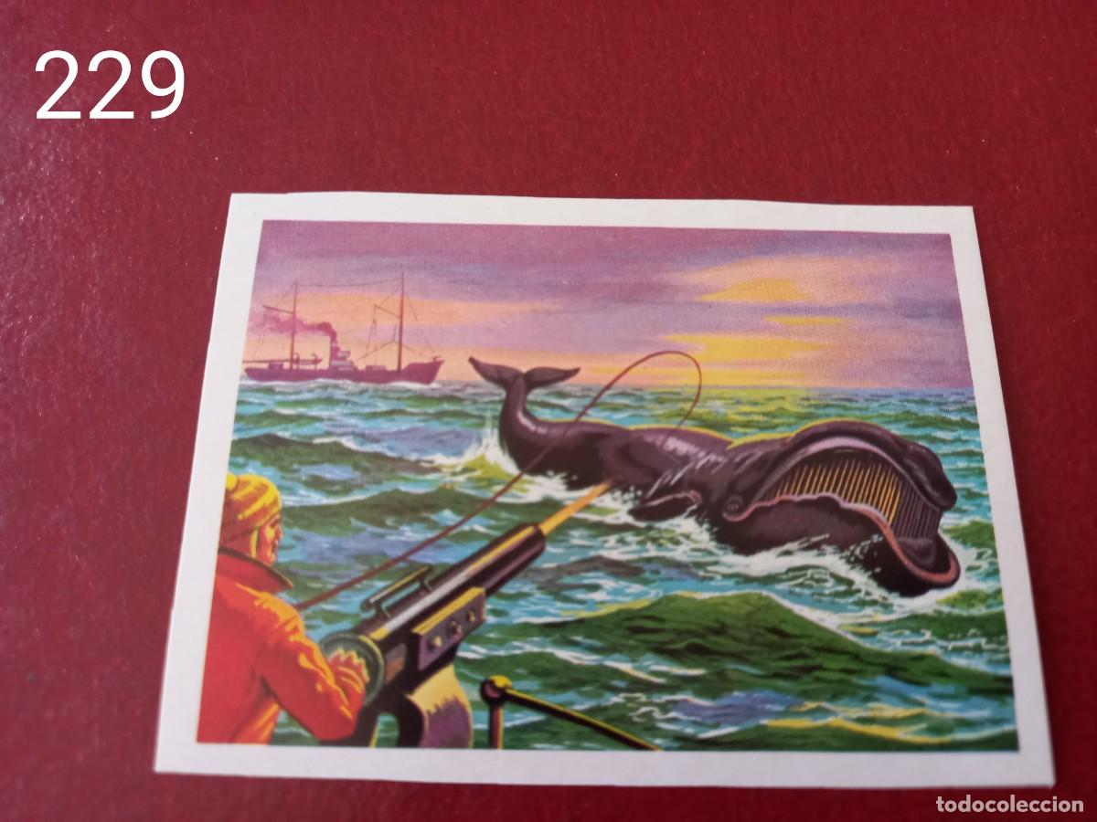 Coleccionismo Cromos antiguos: Cromo n.229 Panorama Zoologico 1973 - Ruiz Romero - sin pegar