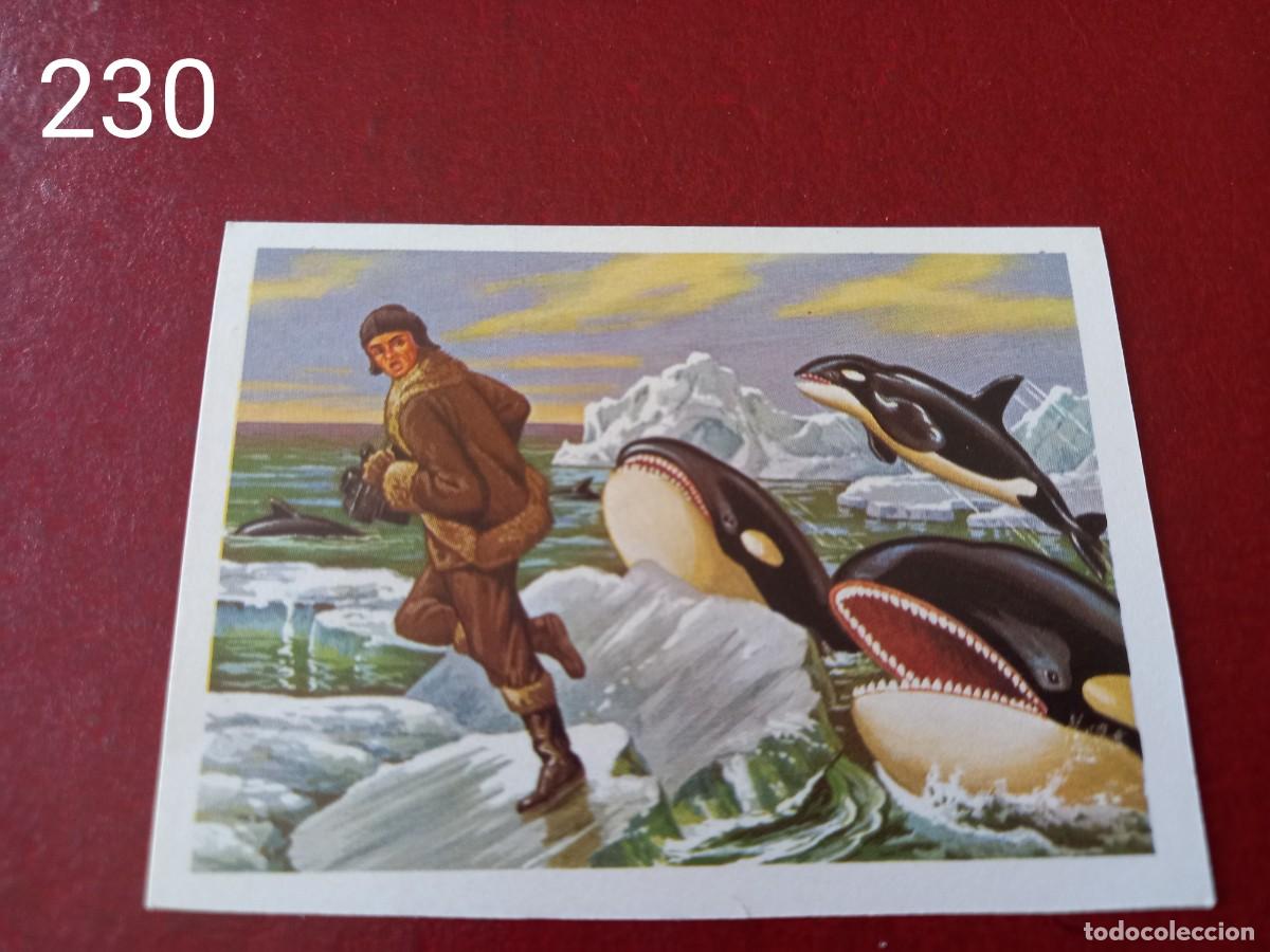 Coleccionismo Cromos antiguos: Cromo n.230 Panorama Zoologico 1973 - Ruiz Romero - sin pegar