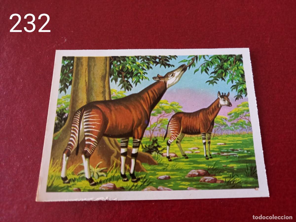 Coleccionismo Cromos antiguos: Cromo n.232 Panorama Zoologico 1973 - Ruiz Romero - sin pegar