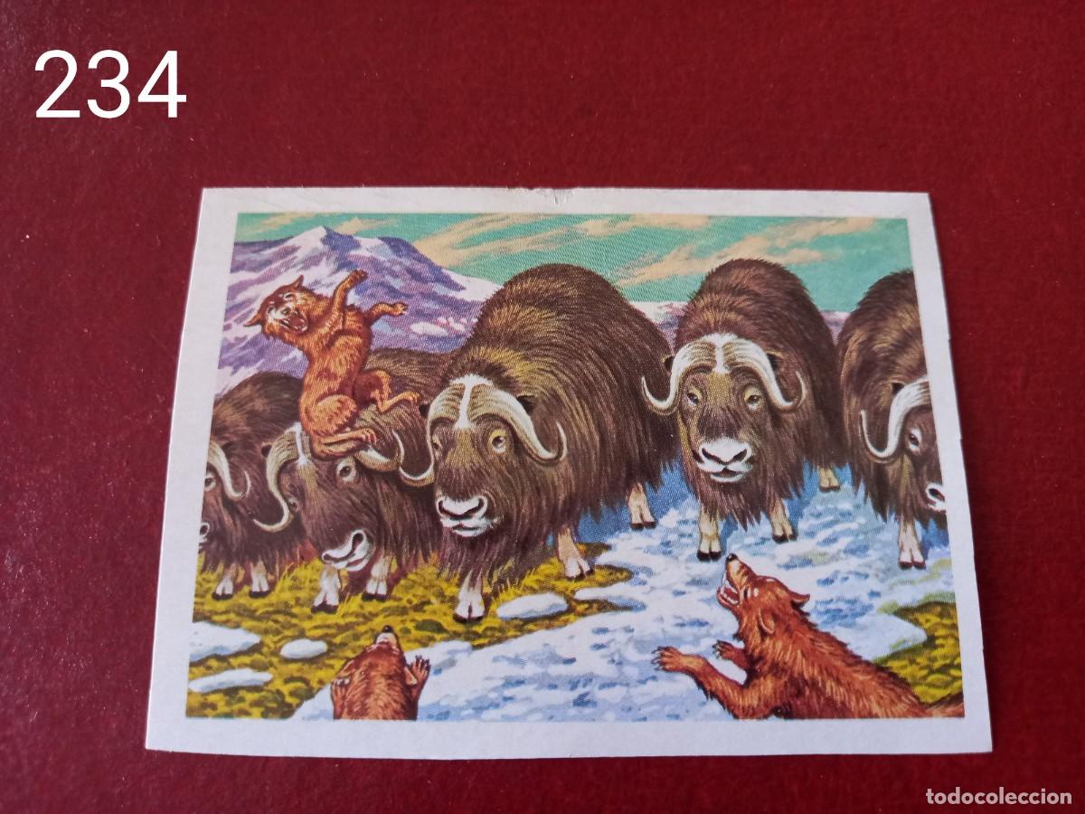 Coleccionismo Cromos antiguos: Cromo n.234 Panorama Zoologico 1973 - Ruiz Romero - sin pegar