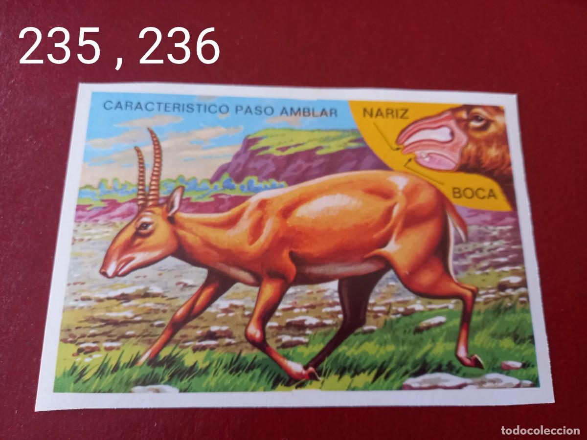 Coleccionismo Cromos antiguos: Cromo doble n.235 y 236 Panorama Zoologico 1973 - Ruiz Romero - sin pegar