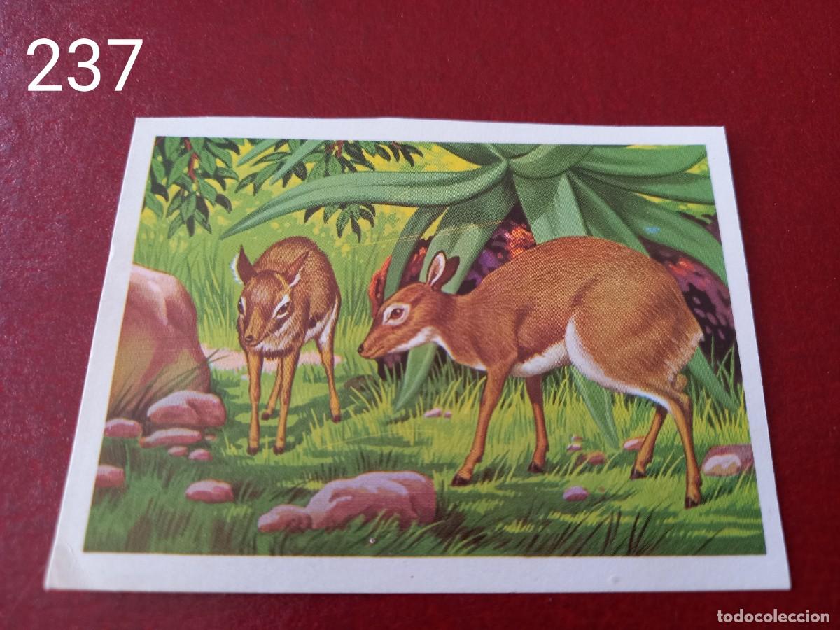 Coleccionismo Cromos antiguos: Cromo n.237 Panorama Zoologico 1973 - Ruiz Romero - sin pegar