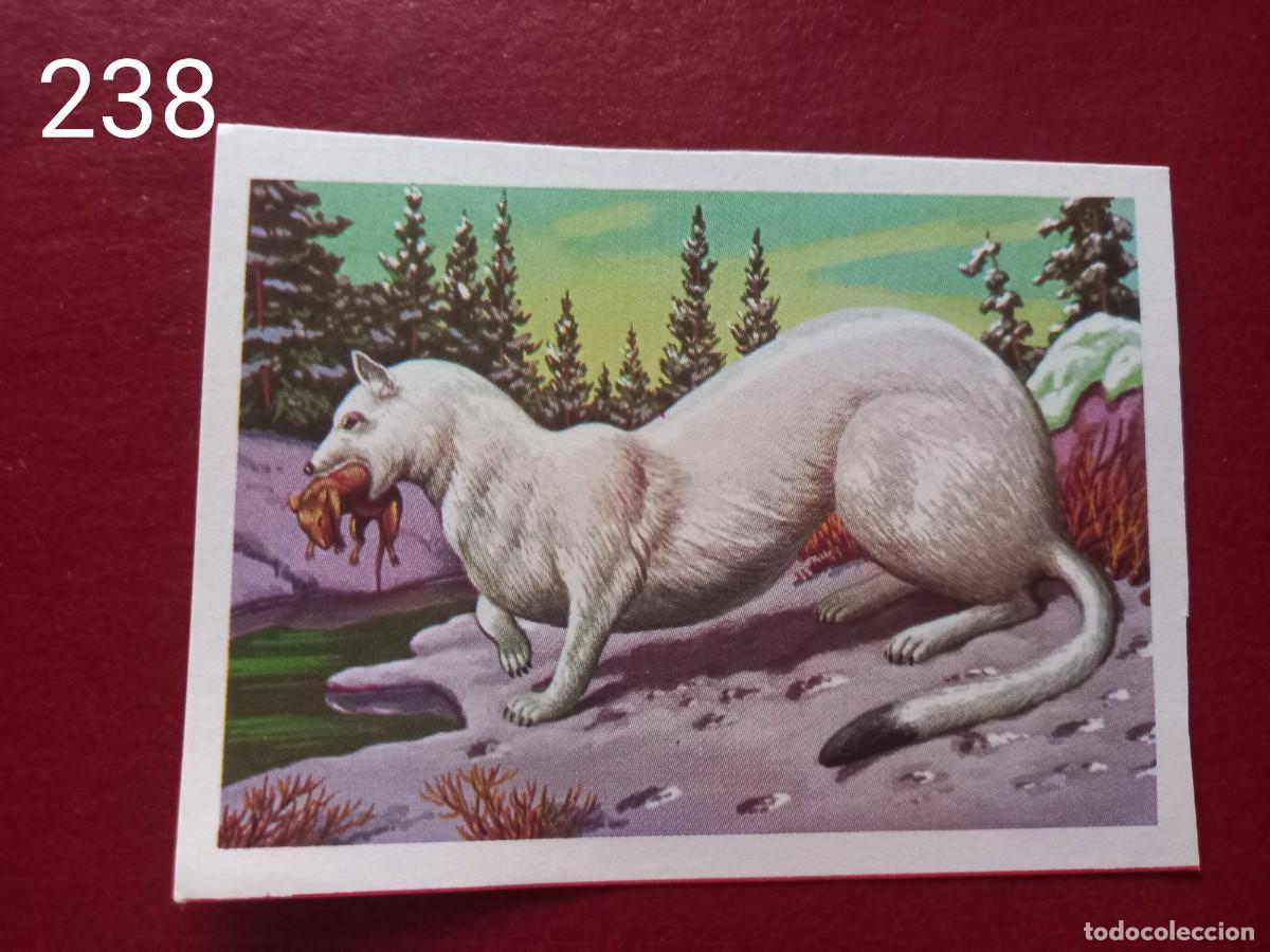 Coleccionismo Cromos antiguos: Cromo n.238 Panorama Zoologico 1973 - Ruiz Romero - sin pegar