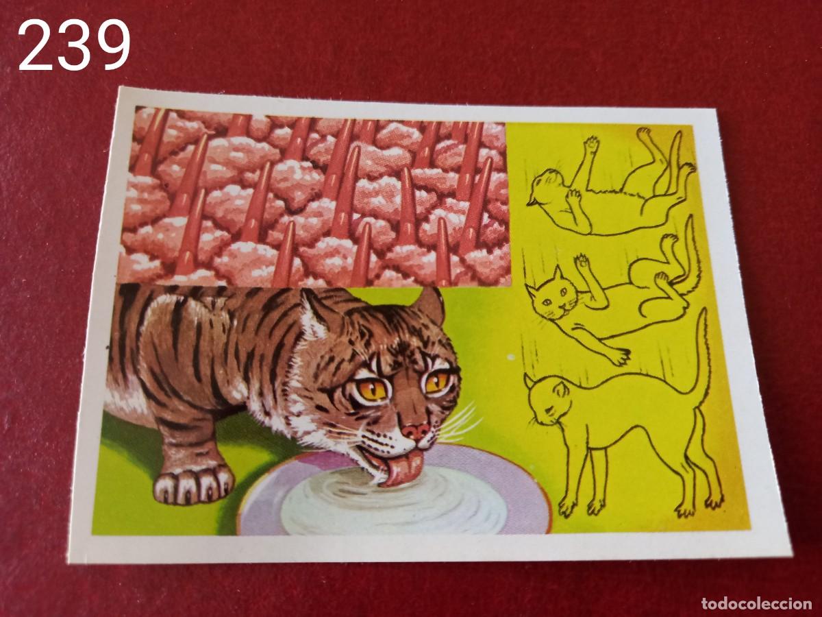 Coleccionismo Cromos antiguos: Cromo n.239 Panorama Zoologico 1973 - Ruiz Romero - sin pegar