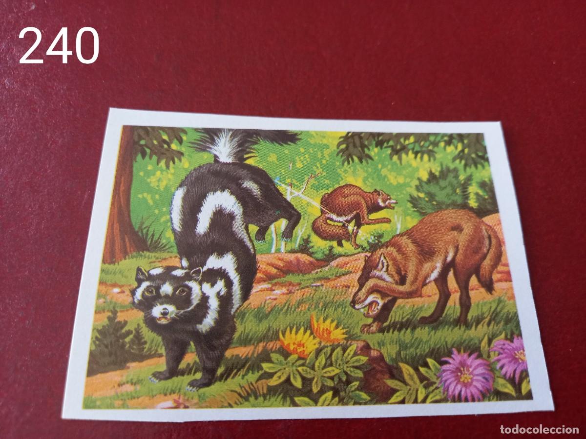 Coleccionismo Cromos antiguos: Cromo n.240 Panorama Zoologico 1973 - Ruiz Romero - sin pegar