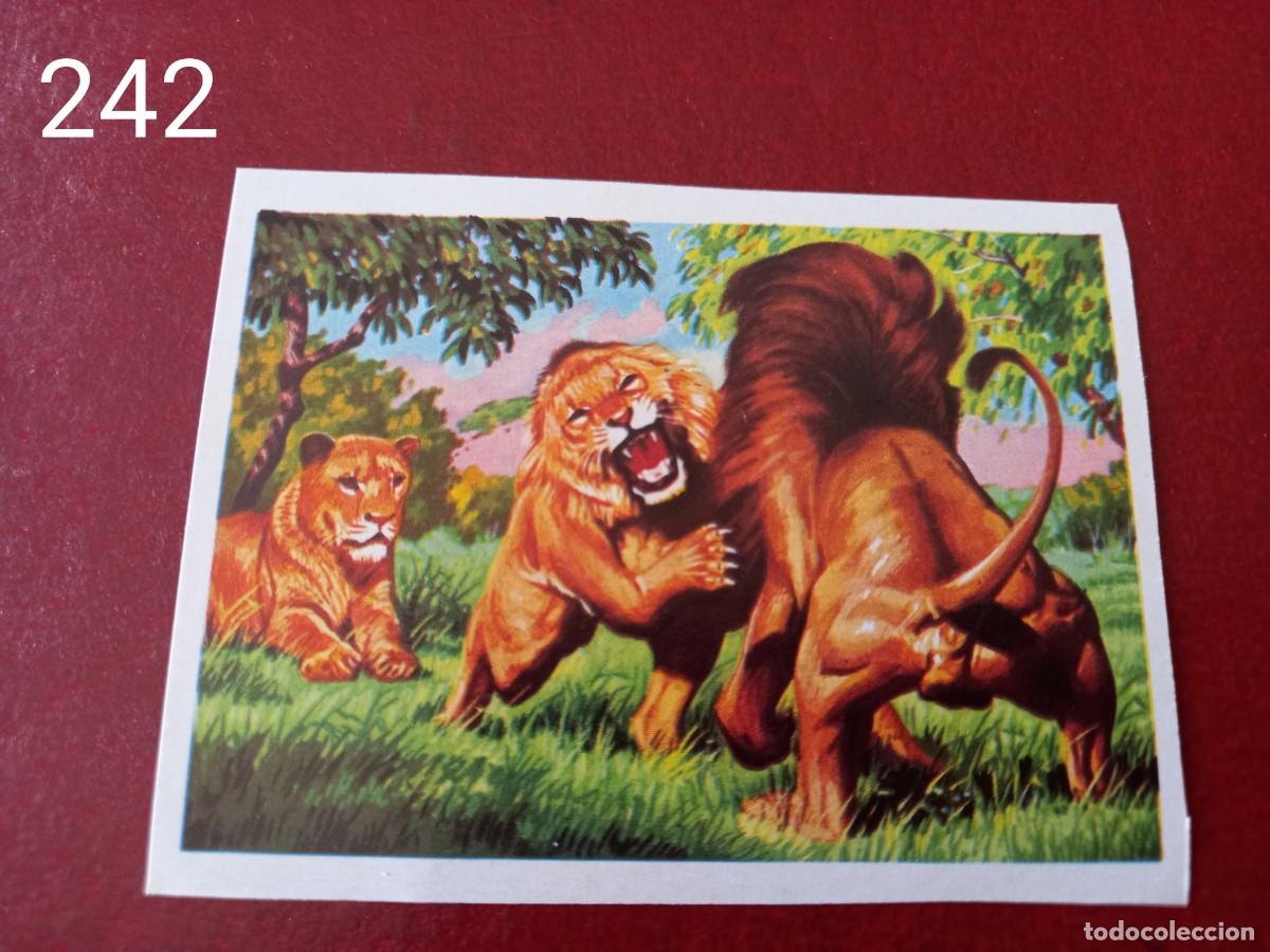 Coleccionismo Cromos antiguos: Cromo n.242 Panorama Zoologico 1973 - Ruiz Romero - sin pegar