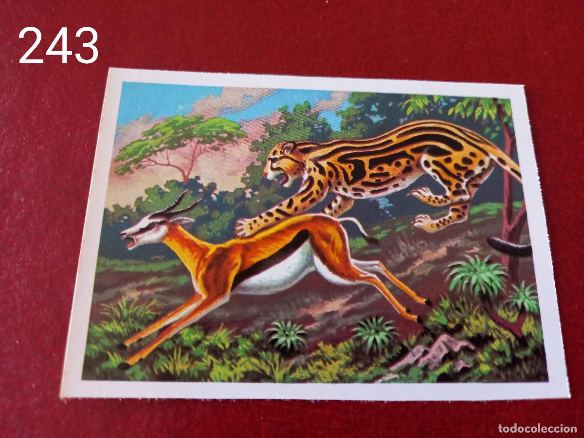 Coleccionismo Cromos antiguos: Cromo n.243 Panorama Zoologico 1973 - Ruiz Romero - sin pegar