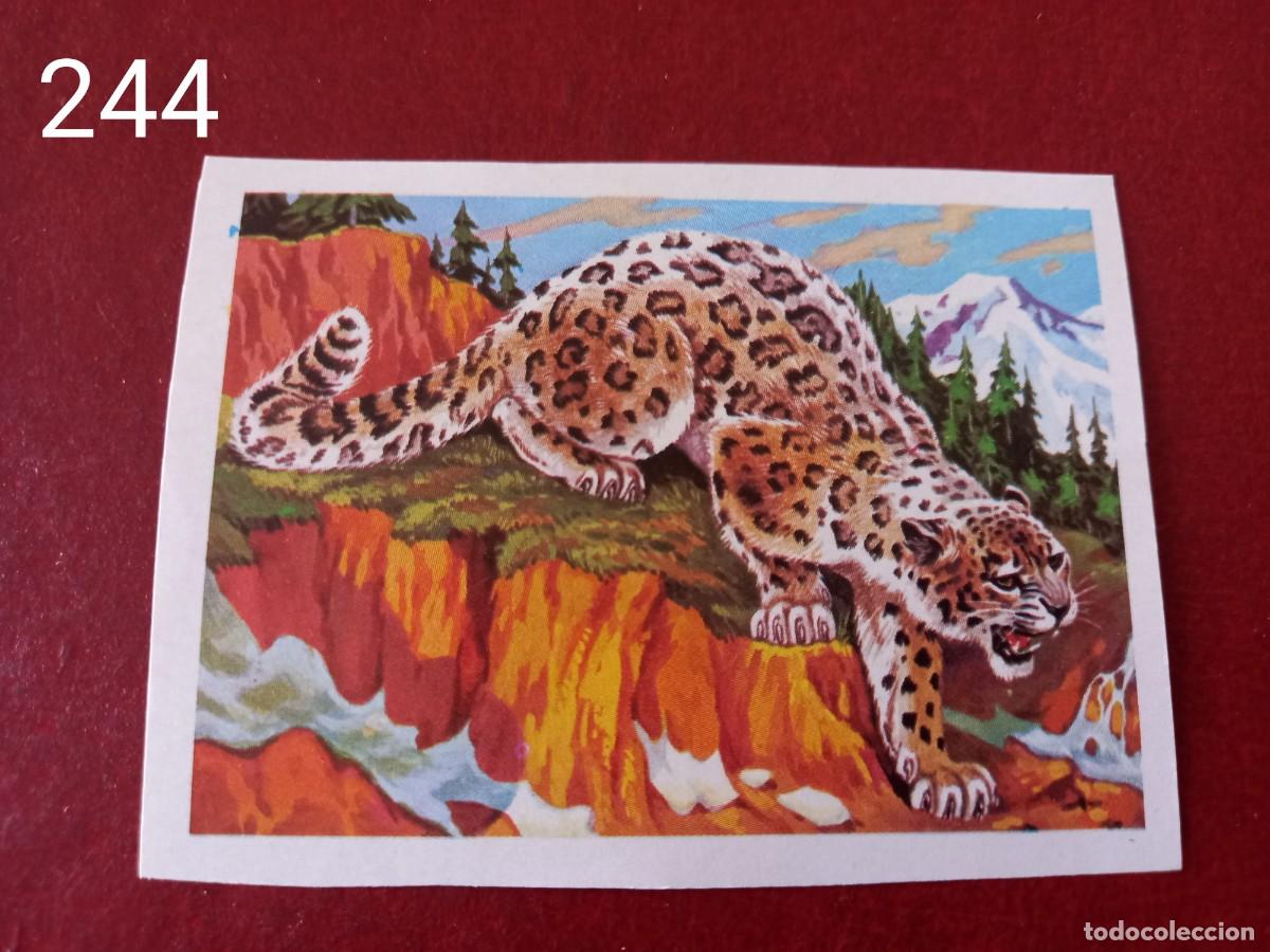 Coleccionismo Cromos antiguos: Cromo n.244 Panorama Zoologico 1973 - Ruiz Romero - sin pegar