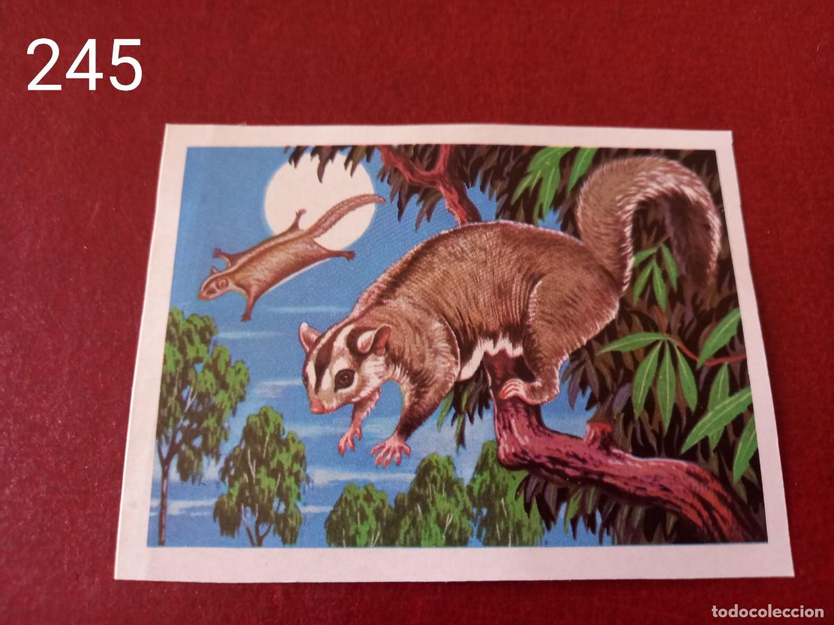 Coleccionismo Cromos antiguos: Cromo n.245 Panorama Zoologico 1973 - Ruiz Romero - sin pegar