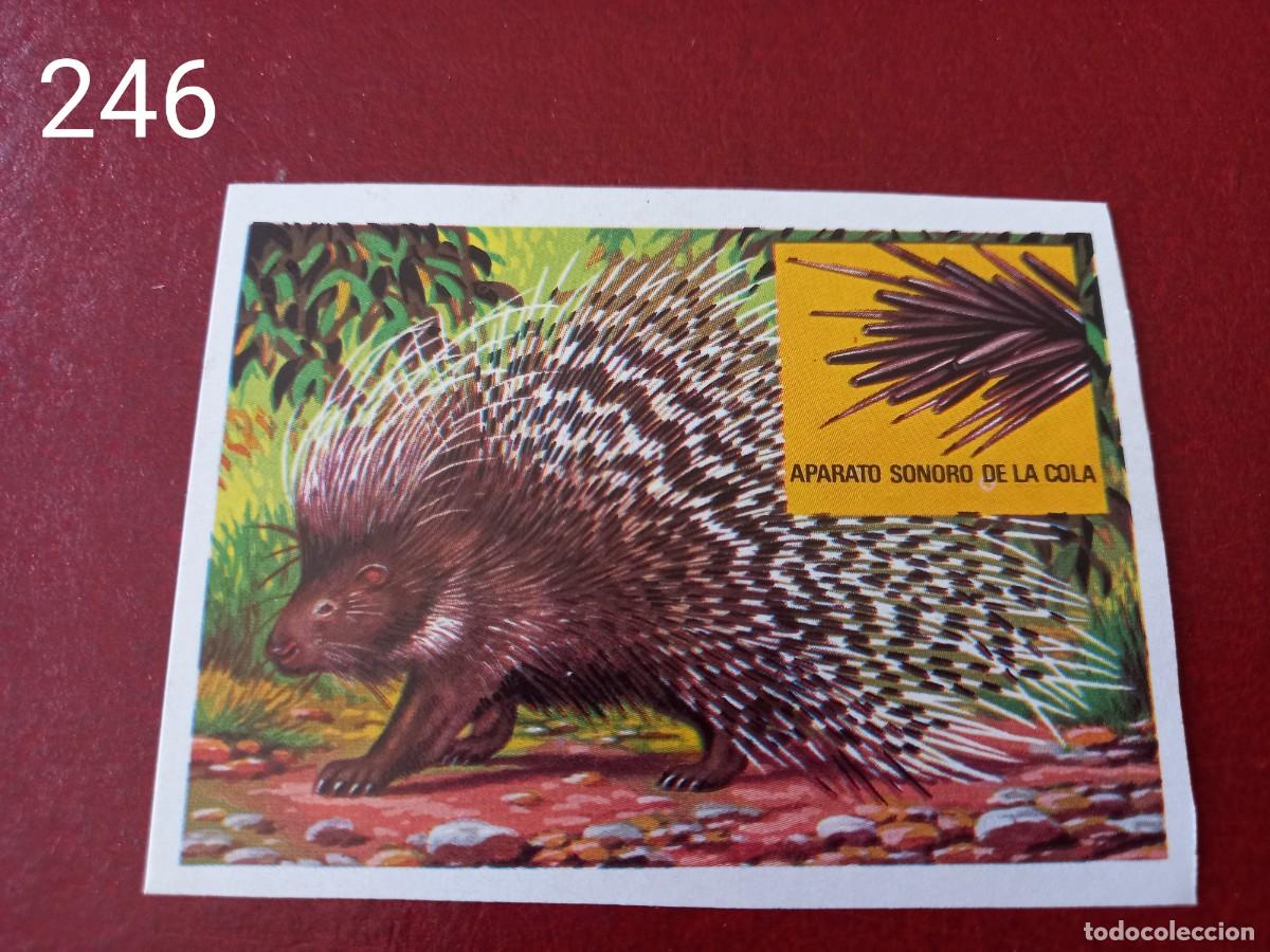 Coleccionismo Cromos antiguos: Cromo n.246 Panorama Zoologico 1973 - Ruiz Romero - sin pegar