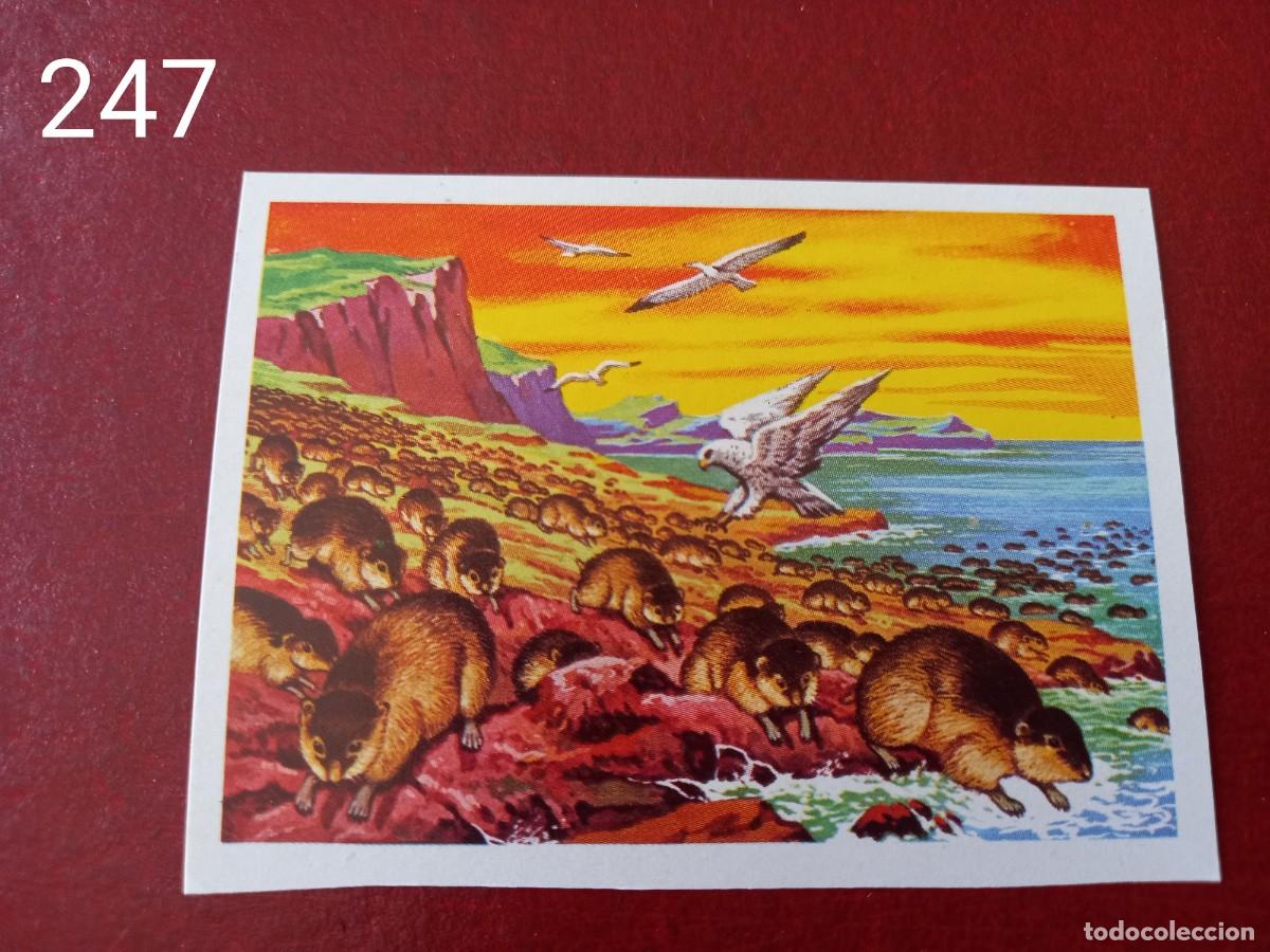 Coleccionismo Cromos antiguos: Cromo n.247 Panorama Zoologico 1973 - Ruiz Romero - sin pegar