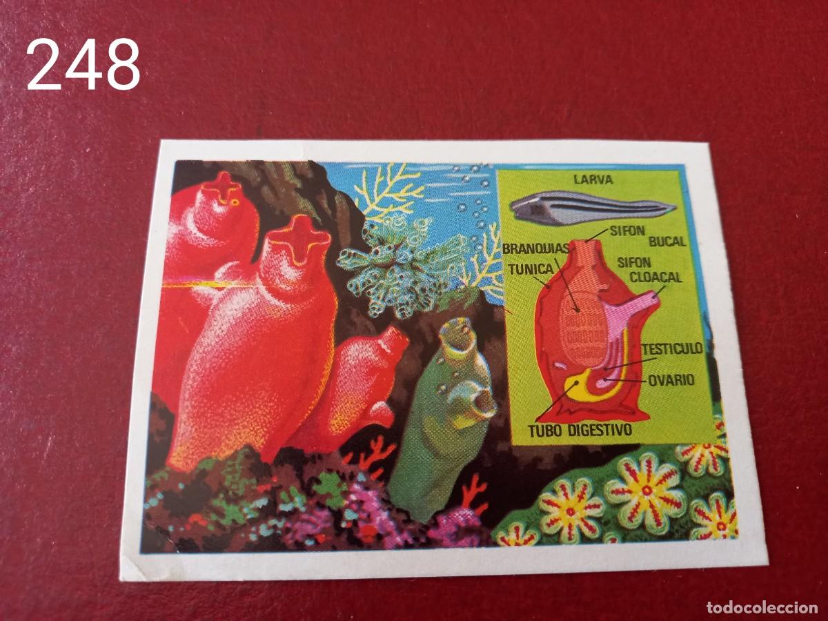 Coleccionismo Cromos antiguos: Cromo n.248 Panorama Zoologico 1973 - Ruiz Romero - sin pegar