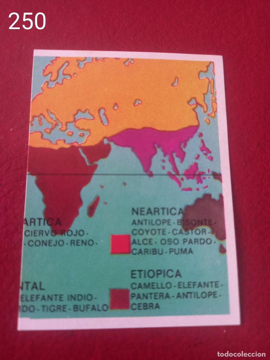 Coleccionismo Cromos antiguos: Cromo n.250 Panorama Zoologico 1973 - Ruiz Romero - sin pegar