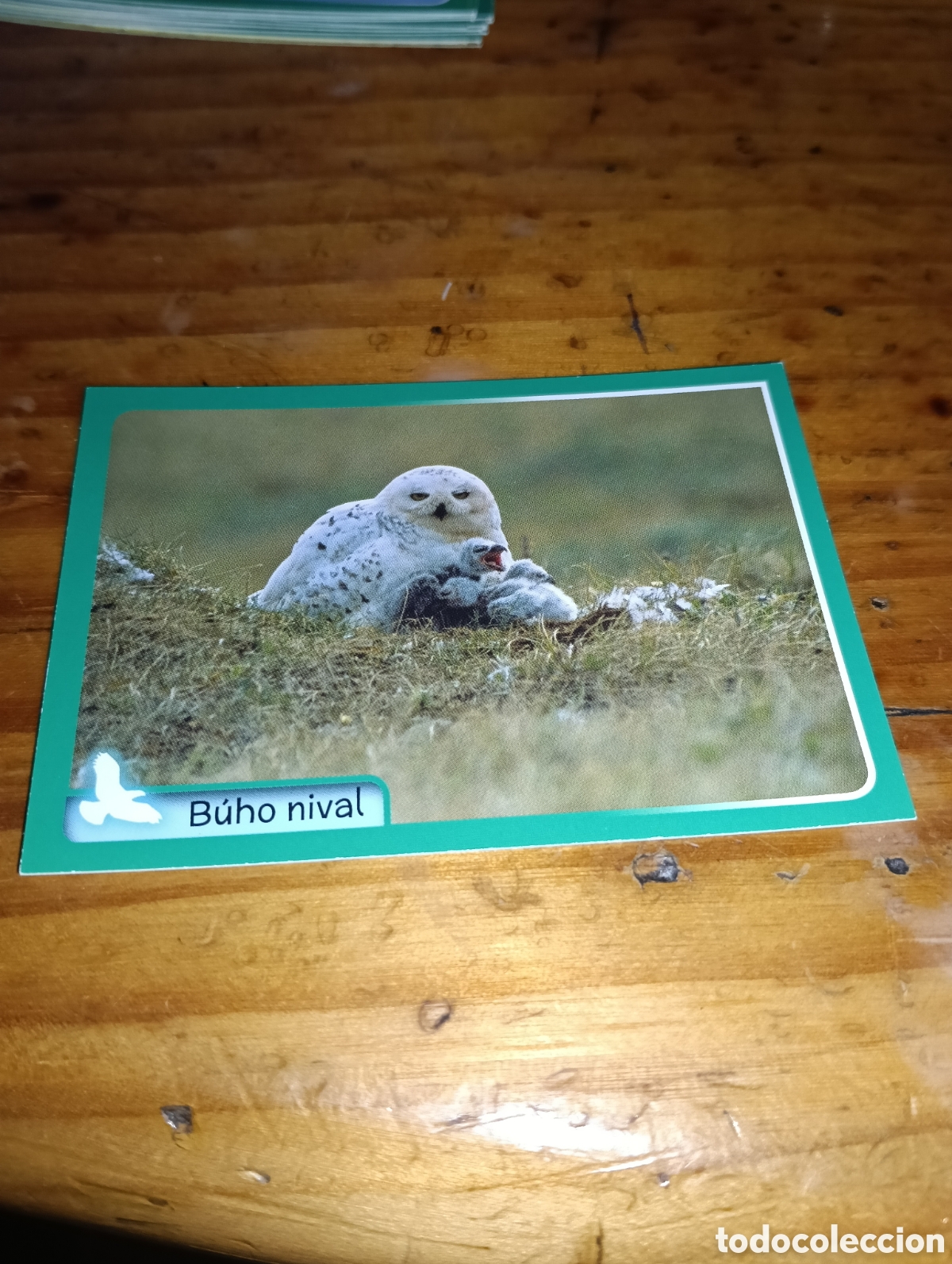 Sammeln alte Sammelbilder: Cromo 244 El gran Album del mundo animal 2014 Panini