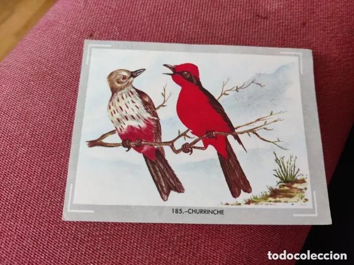 Coleccionismo Cromos antiguos: Cromo n.185 vida y color 1965 _ sin pegar