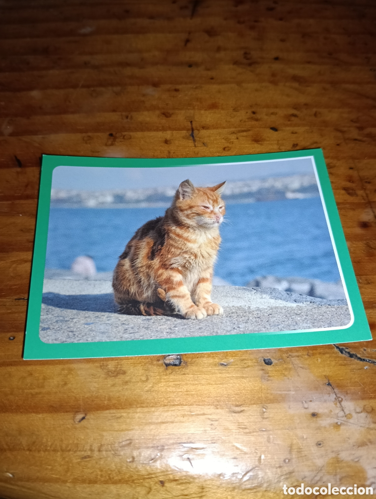 Coleccionismo Cromos antiguos: Cromo 313 El gran Album del mundo animal 2014 panini