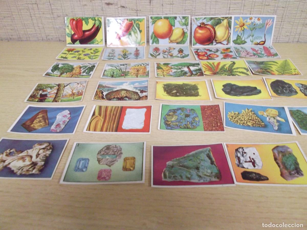 Coleccionismo Cromos antiguos: Lote de 31 Cromos Historia natural Album I Ed.Bruguera.Sin pegar