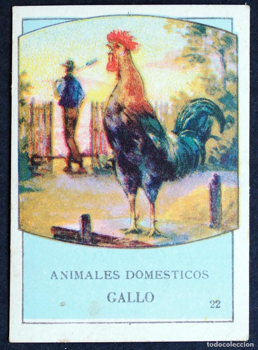 Coleccionismo Cromos antiguos: ANIMALES DOMESTICOS. GALLO. N&ordm; 22. AL DORSO: CHOCOLATES ADOLFO GARC&Iacute;A OSORNO (PALENCIA)
