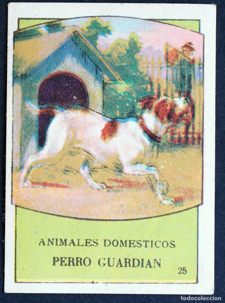 Coleccionismo Cromos antiguos: ANIMALES DOMESTICOS. PERRO GUARDIAN. N&ordm; 25. AL DORSO: CHOCOLATES ADOLFO GARC&Iacute;A OSORNO (PALENCIA)