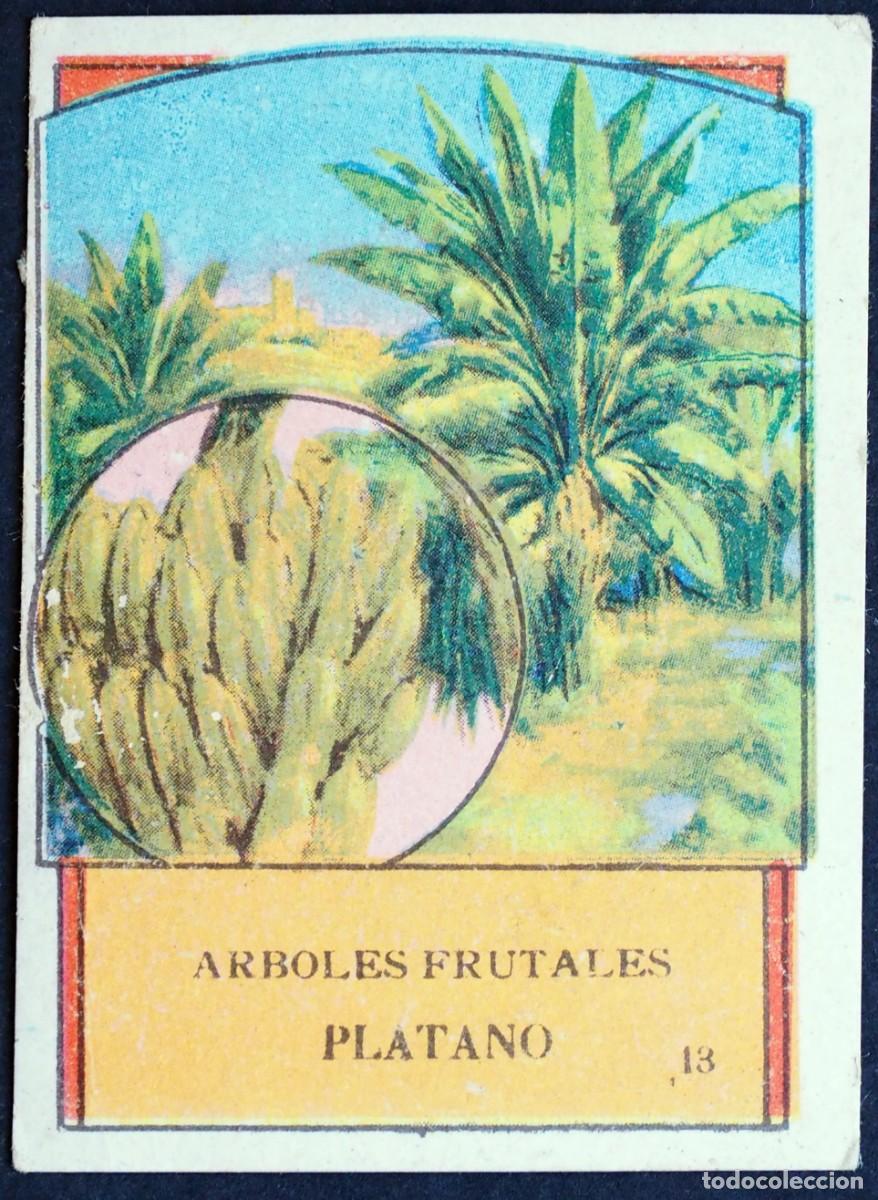 Coleccionismo Cromos antiguos: CROMO. ARBOLES FRUTALES. N&ordm; 13. AL DORSO: CHOCOLATES ADOLFO GARC&Iacute;A OSORNO (PALENCIA)