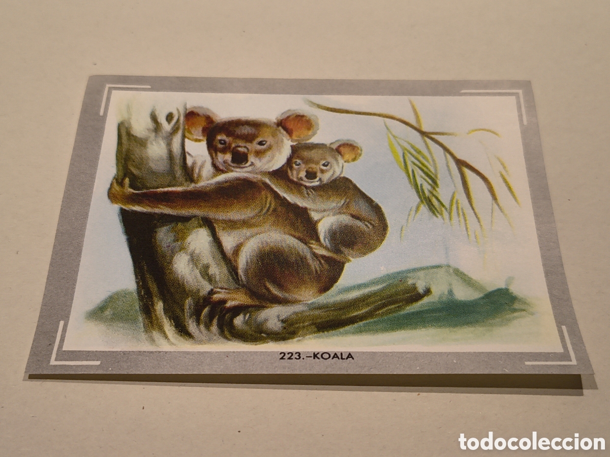 Coleccionismo Cromos antiguos: NATURALEZA Y COLOR. CROMO N&ordm; 223 KOALA