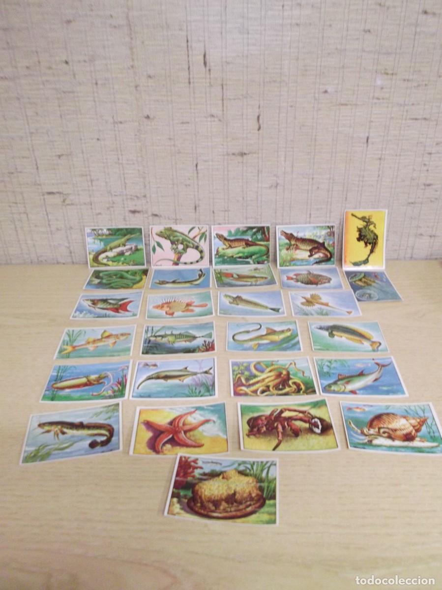 Coleccionismo Cromos antiguos: Lote de 27 Cromos Historia natural Album I Ed.Bruguera.Sin pegar