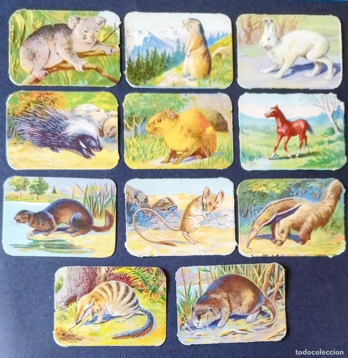 Coleccionismo Cromos antiguos: 11 CROMOS DE FAUNA: AL DORSO. CHOCOLATES R. CABEZON. CARABANCHEL BAJO. MADRID