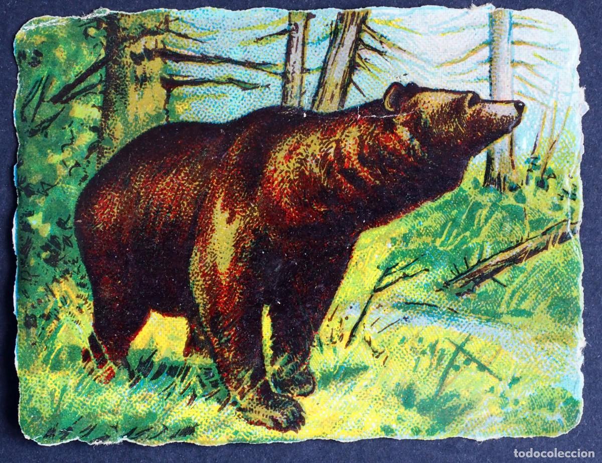 Coleccionismo Cromos antiguos: ANTIGUO CROMO DE ANIMAL: AL DORSO PUBLICIDAD. MOLINO DE CHOCOLATES CUESTA. PASEO DELICIAS. MADRID